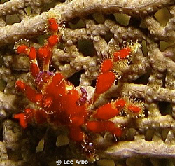 There's macro and then there's macro....these guys were tiny by Lee Arbo 